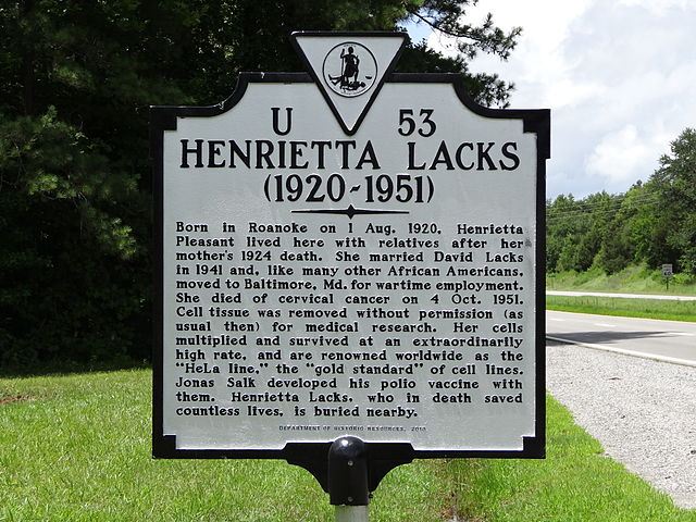 HENRIETTA LACKS (1920 - 1951) Born in Roanoke on 1 Aug. 1920, Henrietta Pleasant lived here with relatives after her mother's 1924 death. She married David Lacks in 1941 and, like many other African Americans, moved to Baltimore, Md. for wartime employment. She died of cervical cancer on 4 Oct. 1951. Cell tissue was removed without permission (as usual then) for medical research. Her cells multipled and survived at an extraordinarily high rate, and are renowned worldwide as the "HeLa line," the "gold standard" of cell lines. Jonas Salk developed his polio vaccine with them. Henrietta Lacks, who in death saved countless lives, is buried nearby.