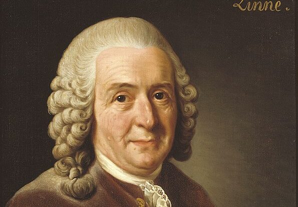 Carl Linnaeus - The Father of Taxonomy - Biographies by Biographics
