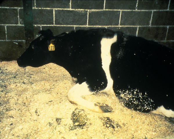 BSE infected cow.