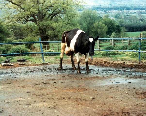 A cow with BSE.