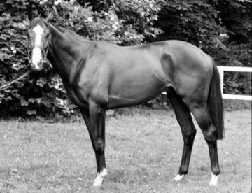 Shergar in 1981